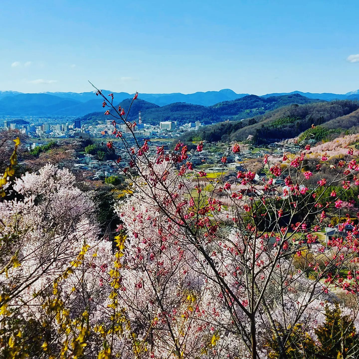 Hanamiyama hegy és cseresznyevirágok