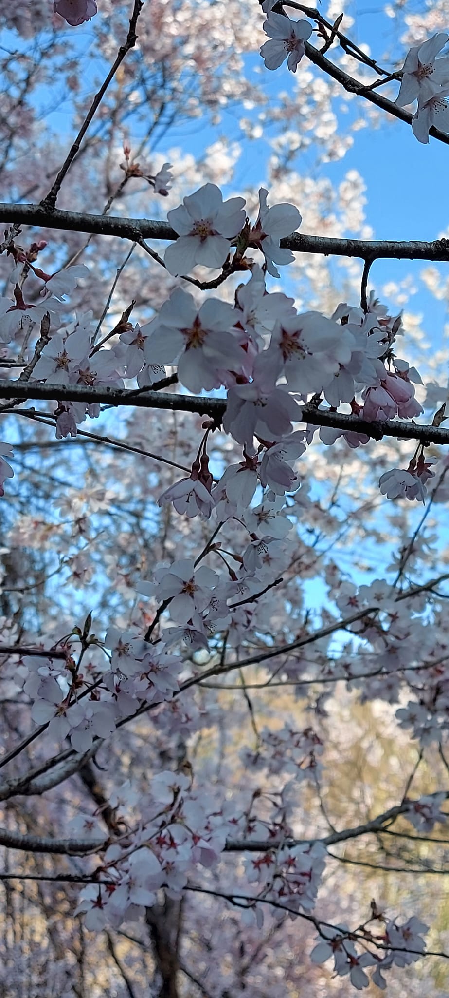 Hanamiyama hegy és cseresznyevirágok